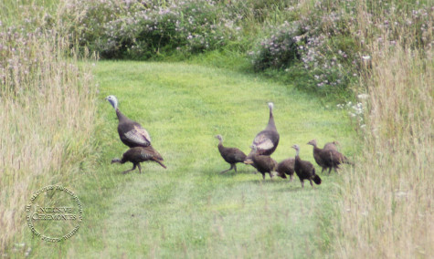 Walpack Inn, Walpack Townshship, Wedding, outdoor wedding, Sussex County, Inclusive Ceremonies , Wallpack Inn Wedding, Sussex County NJ, Wild Turkeys